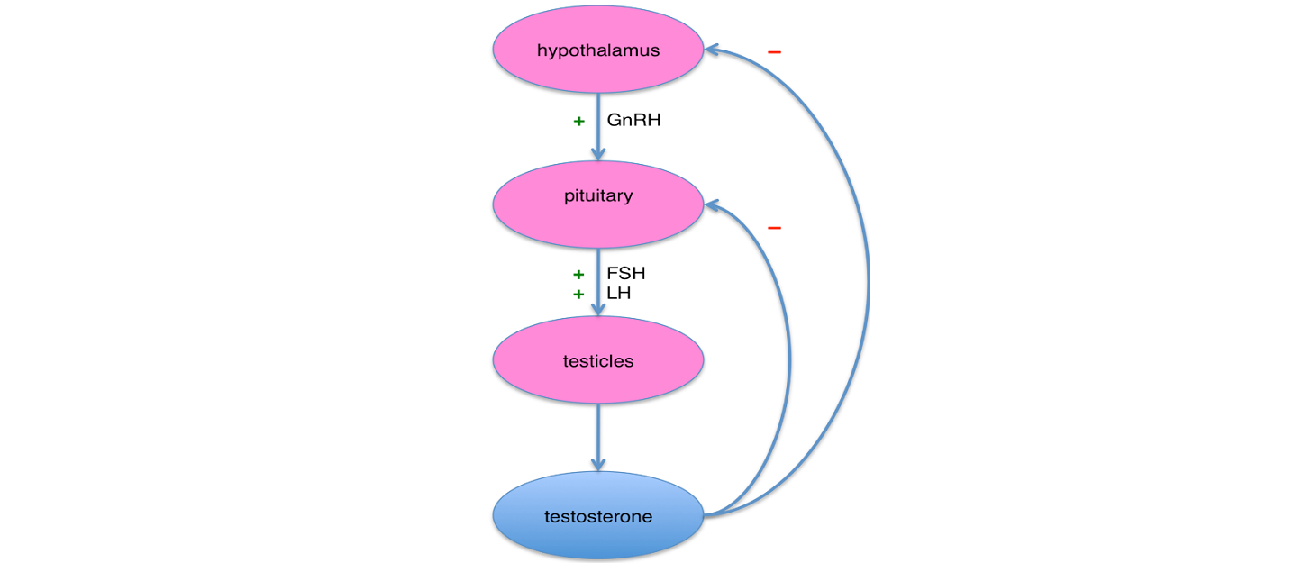 feedback testosterone mechanism corner axis male health physiology mechanisms pituitary help