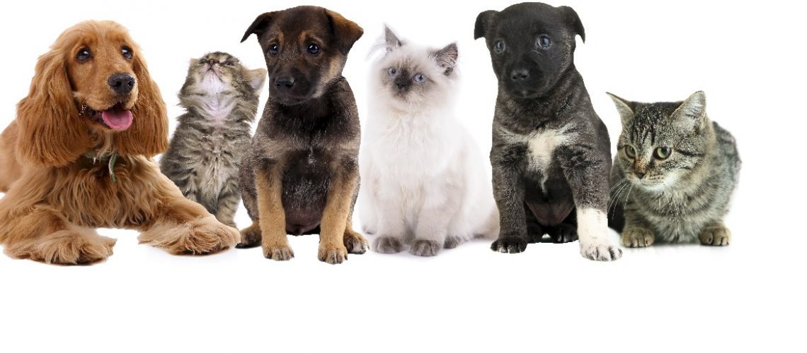 Collage of cute pets isolated on white