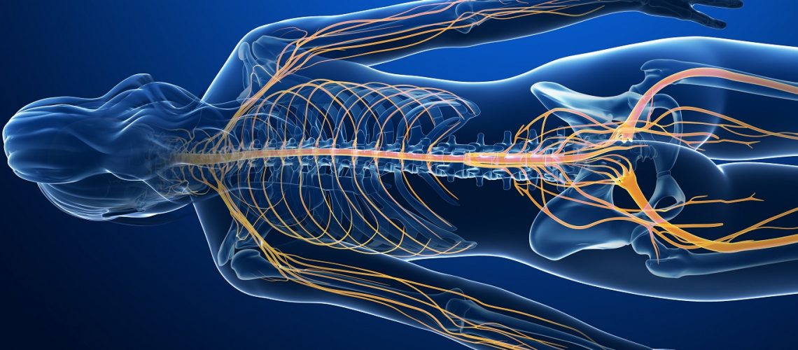 3d rendered medical illustration - female nerves