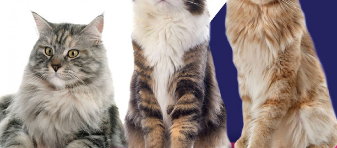 Haldey_Your-All-In-One-Guide-to-Feline-Compounding