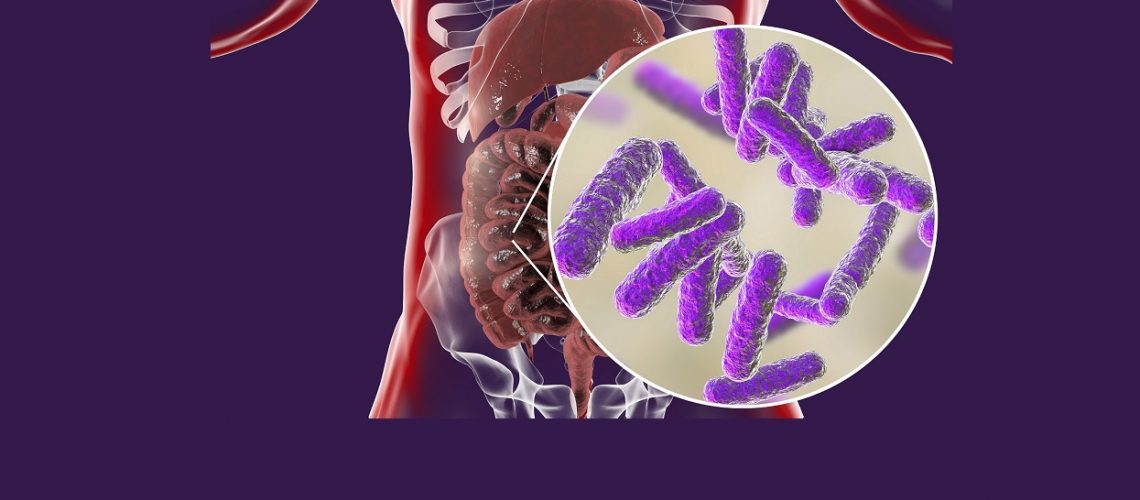 Intestinal microbiome, anatomy of human digestive system and close-up view of enteric bacteria, 3D illustration