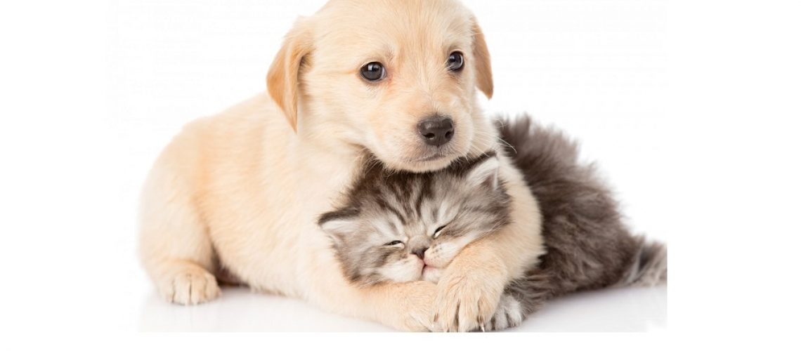 Cats Couple White Kitten Cat Dog Sleep Cute Animal Puppy Funny Free Desktop Wallpapers